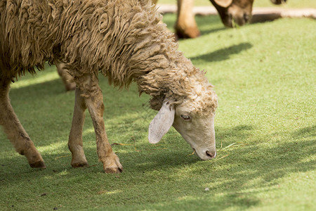 农场里棕羊吃草的画面羊毛羊肉牧场干草旅行场地动物动物园标签反刍动物背景图片
