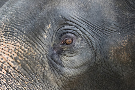 泰国亚洲大象眼睛和脸的特写宏观树干丛林耳朵荒野动物棕色哺乳动物眼泪黑色背景图片