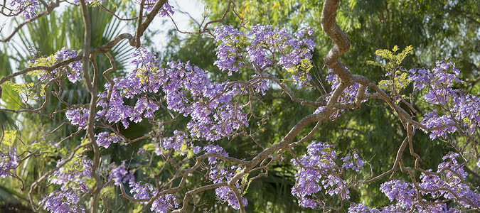 盛开多彩的Jacaranda树蓝色花瓣阳光紫色季节叶子天空植物花园背景图片