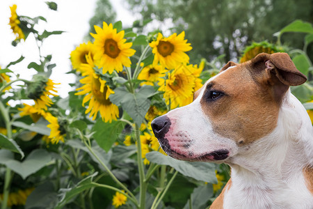 狗在向日葵前摆姿背景图片
