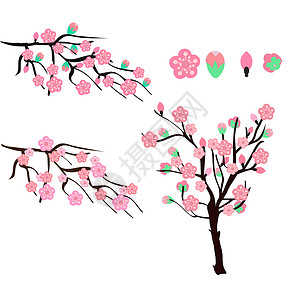 分支和樱花白种背景孤立的落花樱或樱桃插画