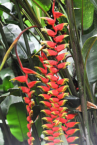 巴西热带热带森林植物 o 巴西花朵植物群红色植被背景图片