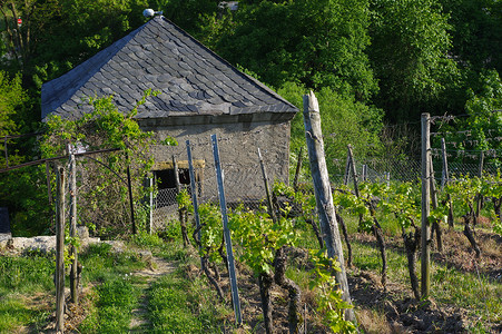 碧尚朗格维尔酒庄德国Wuerzburg附近有葡萄园田 这里是美丽的老酒庄背景