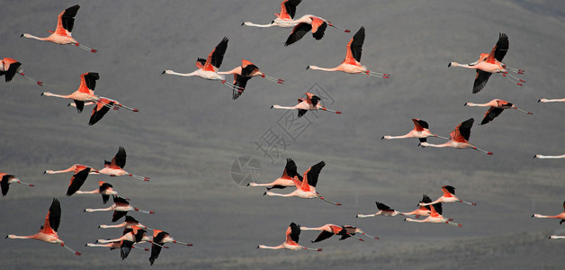 尤伊奇玻利维亚南部Tajsara湖 飞行奇拉夫拉明戈斯海拔动物飞行火烈鸟情调荒野公园高原山脉风景背景