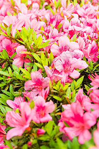 粉红色的杜鹃花在平价中绽放园艺衬套植物群叶子植物金属墙纸石头岩石旅行背景图片