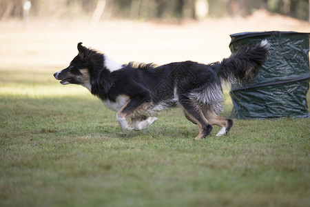 镇流器狗 边境科利 在胡珀训练中跑步背景