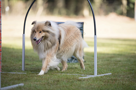 课程框架狗 苏格兰牧羊犬 训练喇叭篮球隧道课程犬类场地宠物竞赛框架镇流器跑步背景