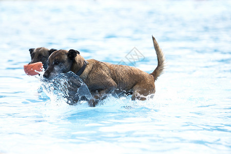 游泳玩具两只狗在游泳池里 比利时牧羊人Malinois背景