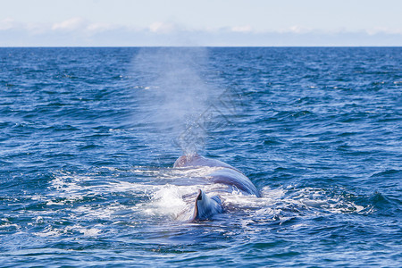 鲸背景冰岛附近一个大型小型鲸鱼被吹散鲸蜡呼吸野生动物哺乳动物潜水山脉捕鲸动物飞溅水滴背景