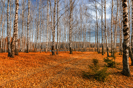 10月 金秋秋叶子季节绿色地带游丝红色橙子森林阳光黄色背景图片