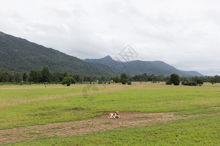 山狗山上草地上的狗叶子远景阳光土地动物季节太阳农村场地自由背景