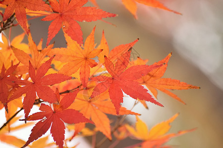 充满活力的日本秋月金树叶背景模糊的风景公园天空花园橙子植物阳光枫树色彩季节园林背景图片