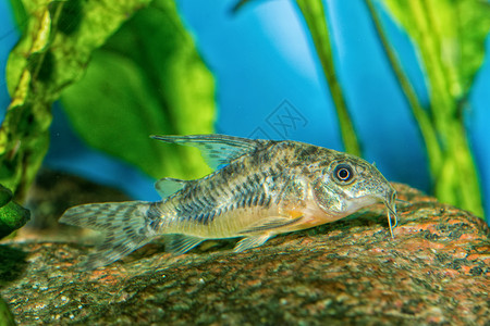 清道夫鱼属类科里多拉斯的鱼热带清道夫卵石绿色淡水游泳宠物爱好科里鲶鱼背景