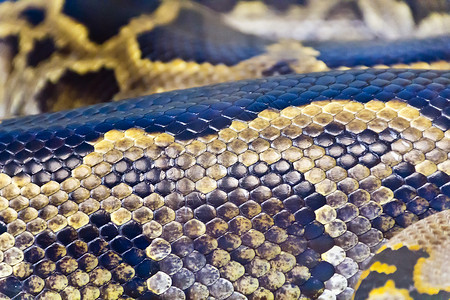 zo蛇皮特写照片皮肤隐藏爬虫动物框架舌头皮革动物园冷血野生动物背景图片