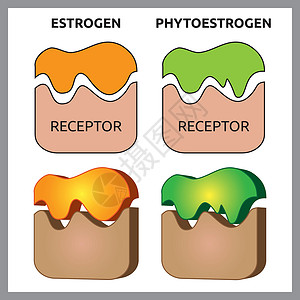 不同肤质雌性激素和质代谢原受体方案激素植物生育力女士医疗雌激素细胞女性插画