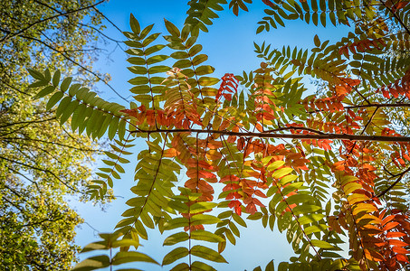 绿色自然背景的黄秋红排列树叶环境植物森林蓝色静物花梨木公园天空花园晴天背景