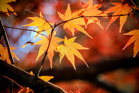 彩虹叶子素材日本秋季秋天期间的多彩叶和树木途径天空阴影彩虹太阳光森林路面花园阳光快乐背景