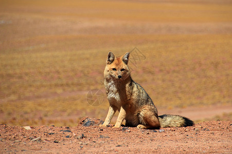 沙漠狐狸安第斯狐狸 也被称为 智利阿塔卡马沙漠野生动物毛皮动物公园拉丁食肉森林国家水果红狐背景