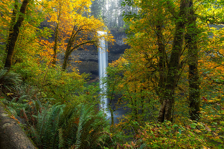 观叶和瀑布背景图片