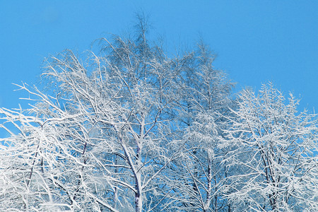 新年有范儿覆盖积雪的树枝白色木头天空层儿蓝色森林新年枝条天气背景