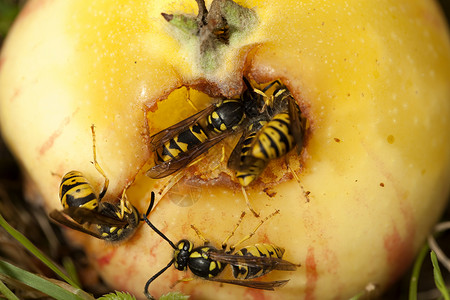 黄蜂吃苹果苹果黄蜂水果黄色食物动物群宏观昆虫动物团体背景