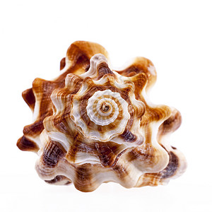 盐水海螺白色背景上孤立的独一海马螺壳背景