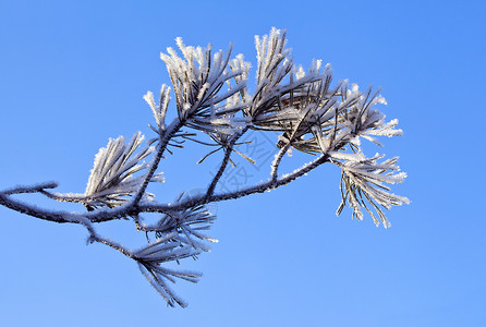 带霜的树带新鲜雪的松树枝背景