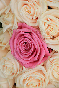 结婚玫瑰花新娘花瓣团体植物群花朵中心粉色玫瑰婚姻花束背景图片