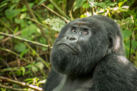 银背山大猩猩抬头看食草热带哺乳动物山地灵长类动物学森林家庭荒野人猿背景图片