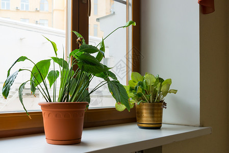 室内盆栽白鹤芋窗台上的两张花盆植物陶瓷棕色房间窗户绿色站立盆栽恐慌收藏背景