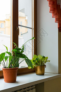 室内盆栽白鹤芋窗台上的两张花盆收藏恐慌窗户棕色绿色塑料站立植物制品陶瓷背景