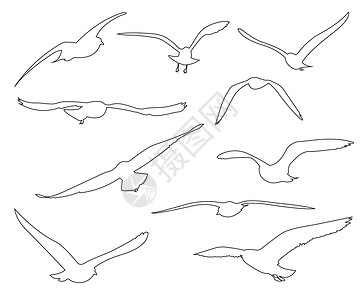 在白色背景上设置的海鸥矢量路径收藏草图羽毛墙纸绘画自由团体卡通片黑色航班背景图片