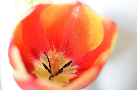 红色郁金香花卉背景的特写照片宏观植物群生活花瓣植物中心卡片季节生长雌蕊背景图片