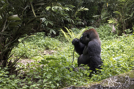 孤单的大猩猩灵长类动物森林荒野孤独丛林濒危危险动物园物种背景图片