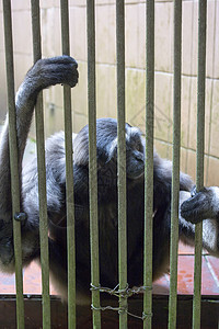 笼子里的令人悲哀的嬉皮猴动物园丛林濒危动物物种背景图片