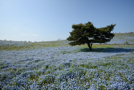 蛋白质开花风景旅游植物场地旅行天空观光花园季节白色高清图片