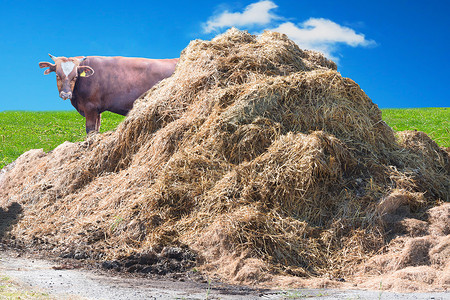农场的粪肥堆积发酵农村经济环境动物技术肥料生物质风光生活粪便背景图片