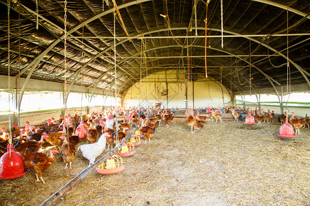 栖息地的有机养鸡活动外壳动物生产农家院母鸡食物自由地场地农民专注背景图片