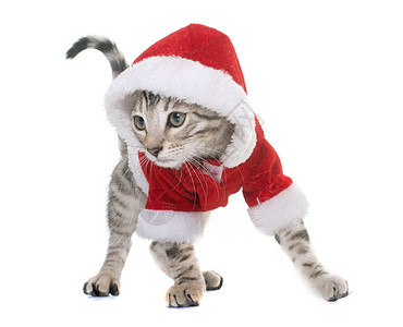 穿戴成衣的白领小猫宠物幽默乐趣红色动物灰色工作室兜帽背景图片
