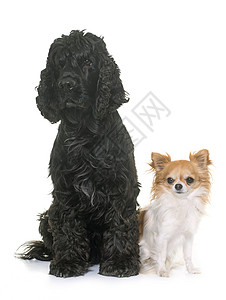 美洲黑人公鸡和吉华花黑色猎犬朋友们工作室动物宠物猎狗背景图片