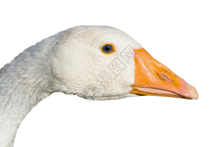 鹅头农民动物宠物眼睛农业插图脖子羽毛白色家禽背景图片