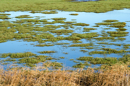 明亮绿色湿地高清图片