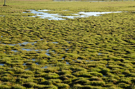 转让的绿色湿地高清图片