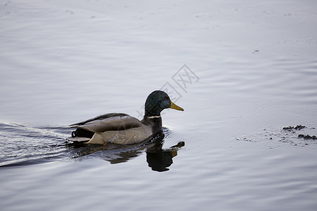 Mallard 鸟 接近水中水鸭鸭嘴兽游泳野鸭鸭子男性动物背景图片