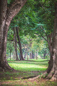 绿地梨花树丛环绕旧树丛的绿色公园背景