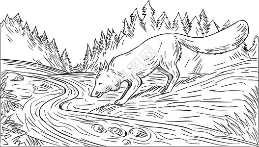 苏打山丘溪福克斯河湖流域森林 黑白绘画犬类插图墨水树木狐狸刮板艺术品野生动物草图动物插画