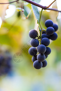 秋收的葡萄园 秋天成熟的葡萄 串串葡萄生长食物季节农场果汁酒厂场地收成太阳水果背景图片