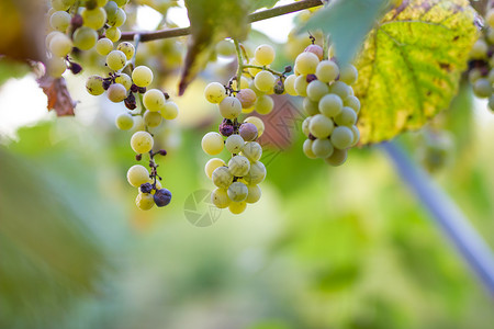 秋收的葡萄园 秋天成熟的葡萄 串串葡萄收成栽培酒厂果汁农业水果场地食物自然葡萄背景图片