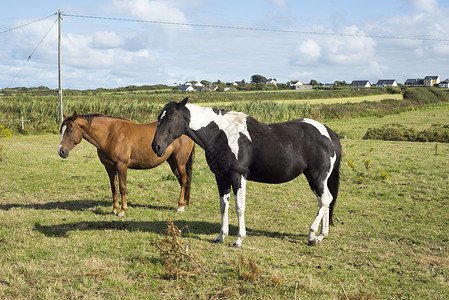 爱尔兰牧场在靠近山南河的田地上骑马背景