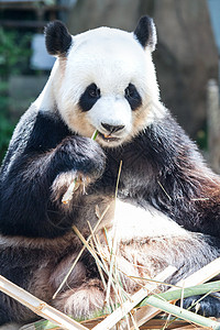 巨熊猫吃竹子动物黑色动物园白色背景图片